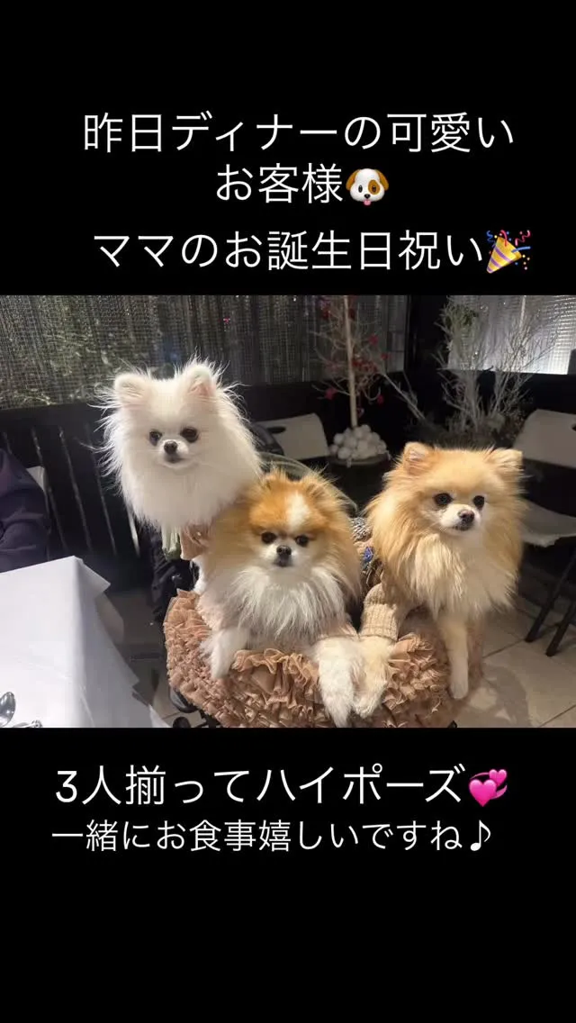 昨晩の可愛いお客様