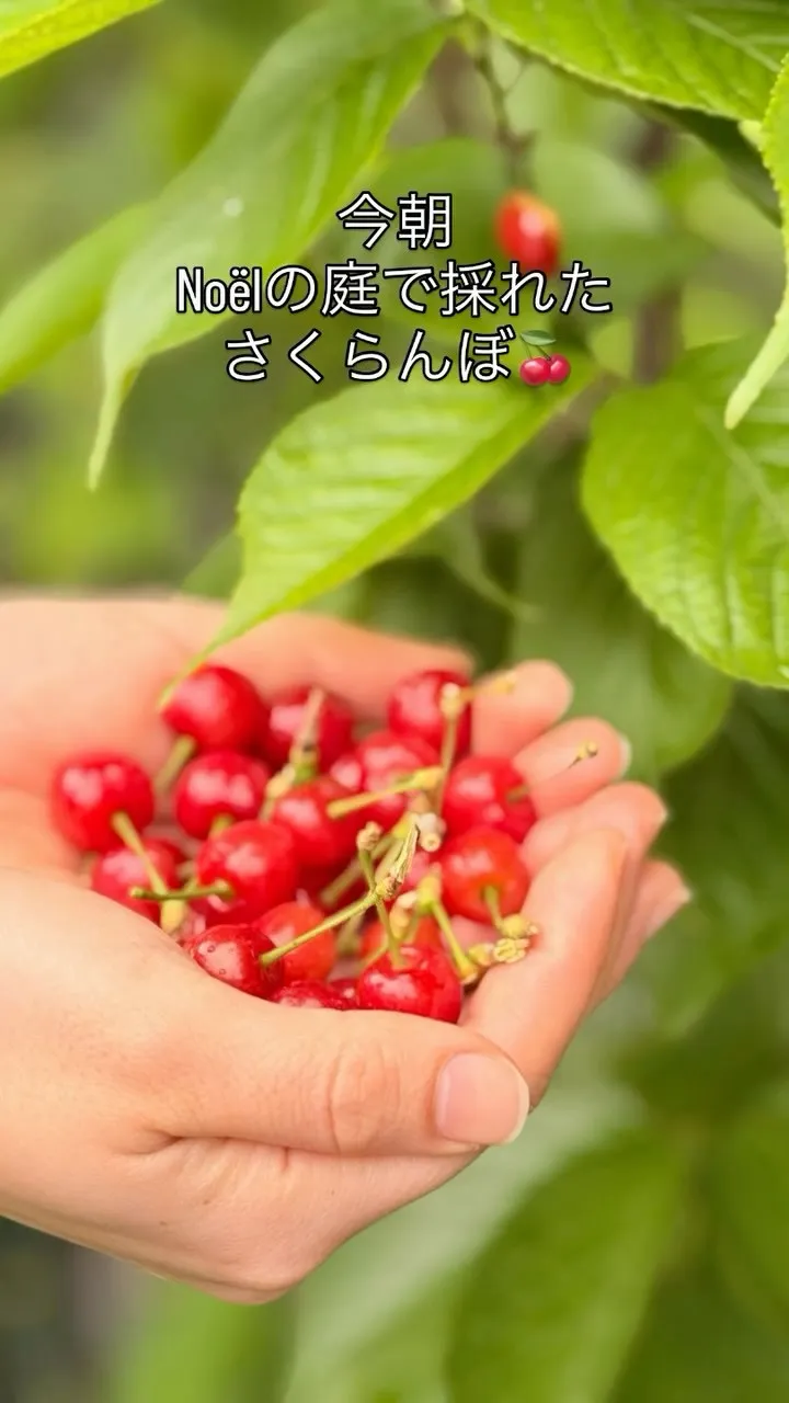 毎年Noëlで桜の花をさかせてから実るさくらんぼ🍒やっと今日...
