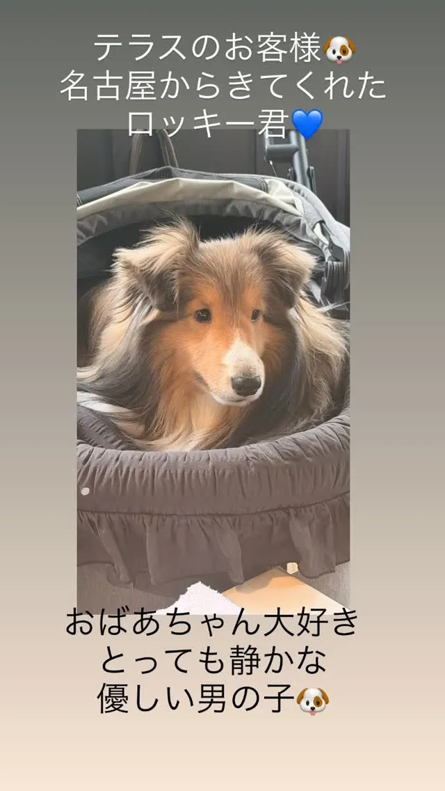 昨日のテラスのお客様